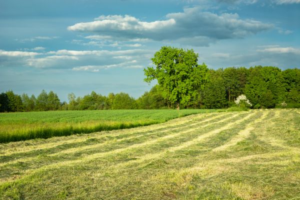 Farm Mowing Service